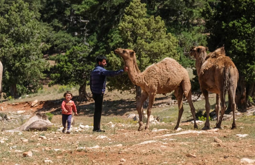 Sarıkeçili Yörüklerinin develer ve keçilerle Konya’ya zorlu göç yolculuğu 14